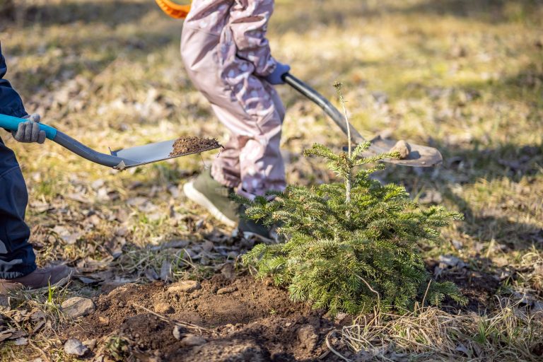 Tvarus pasirinkimas: kviečia puošti eglutės vazonuose, o vėliau pasodinti Kalėdų miške