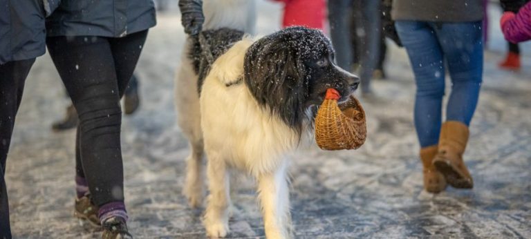 Šventiniu laikotarpiu Vilnius kviečia saugoti keturkojų sveikatą ir atsisakyti fejerverkų