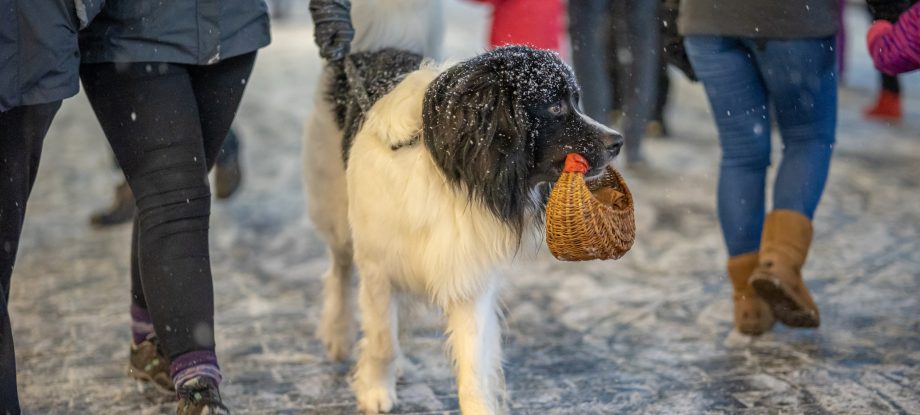 Šventiniu laikotarpiu Vilnius kviečia saugoti keturkojų sveikatą ir atsisakyti fejerverkų