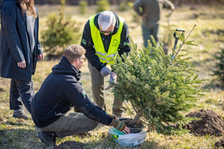 Kalėdinių eglučių sodinimas – jau šį šeštadienį